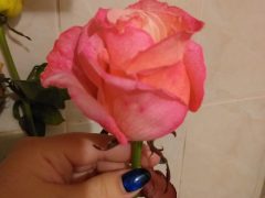 Фарба для квітів помаранчева PreFlower Color, 100г