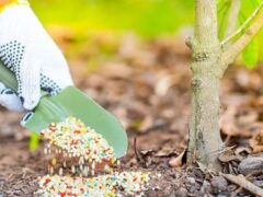 Добавка для підживлення агророслин RedCorn Diatomite+zeolite, 100г